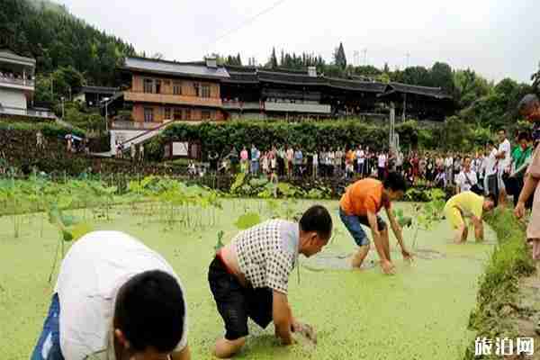 2019湖南长坡团寨荷花节赏荷花指南