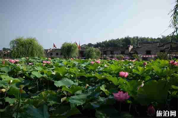 2019湖南东江湖流华湾荷花节赏玩指南