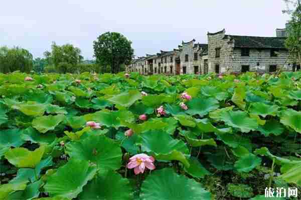 2019湖南东江湖流华湾荷花节赏玩指南