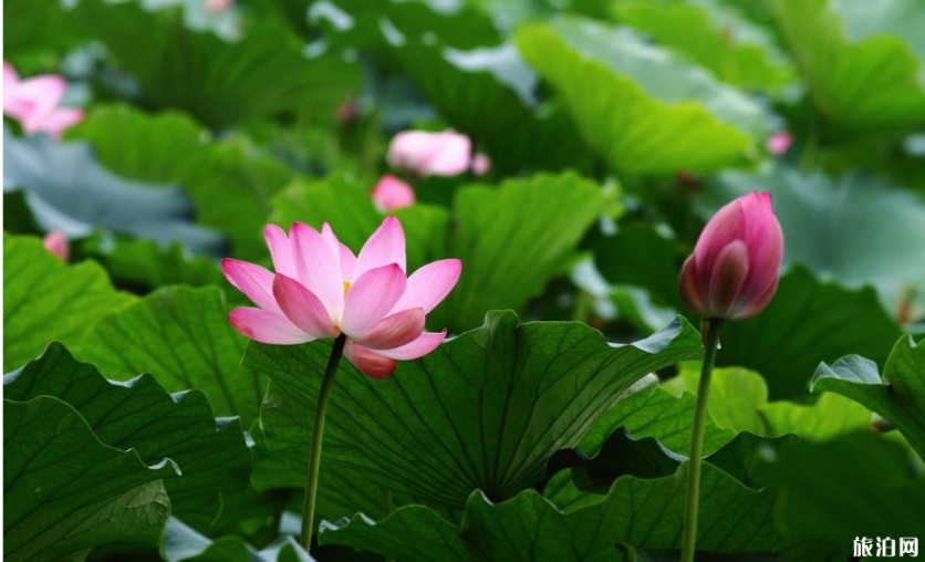 2019圆明园荷花节时间+门票+最佳赏荷地点+推荐路线 2019圆明园荷花节时间+门票+最佳赏荷地点+推荐路线