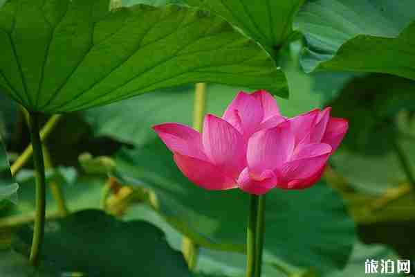 2019苏州拙政园荷花节时间+票价+最佳观赏点