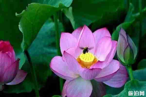 貴州哪里可以看荷花+觀賞攻略 貴州哪里可以看荷花+觀賞攻略