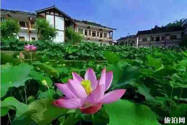 貴州哪里可以看荷花+觀賞攻略 貴州哪里可以看荷花+觀賞攻略