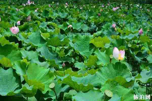 貴州哪里可以看荷花+觀賞攻略 貴州哪里可以看荷花+觀賞攻略