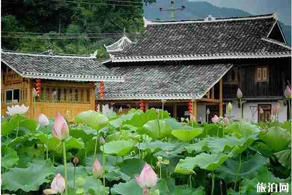 貴州哪里可以看荷花+觀賞攻略 貴州哪里可以看荷花+觀賞攻略