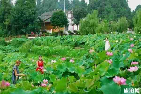 貴州哪里可以看荷花+觀賞攻略 貴州哪里可以看荷花+觀賞攻略