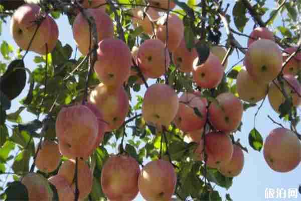 山东狮克苹果采摘文化节7月13日开启