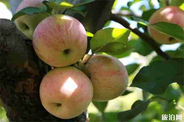 山东狮克苹果采摘文化节7月13日开启