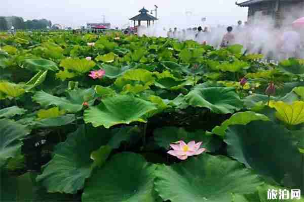 2019白云湖文化旅游节7月7日开启 2019白云湖文化旅游节7月7日开启