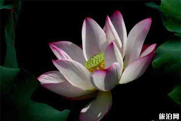 2019白云湖文化旅游节7月7日开启