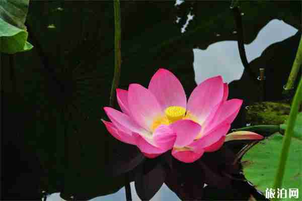 昆明大观公园荷花展6月20日开启 昆明大观公园荷花展6月20日开启