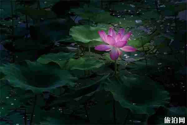 2019瘦西湖荷花展观赏指南 2019瘦西湖荷花展观赏指南