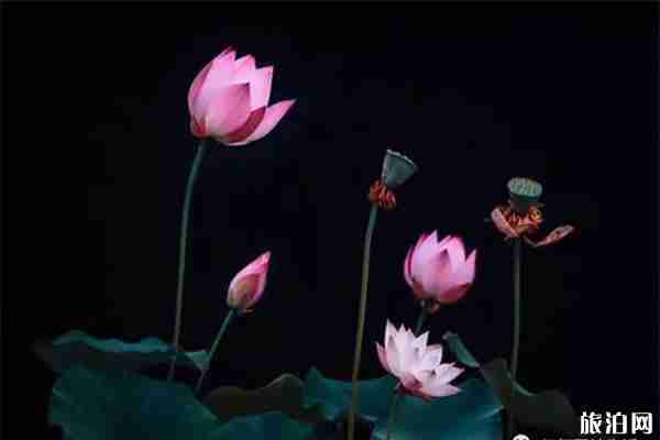 2019瘦西湖荷花展观赏指南