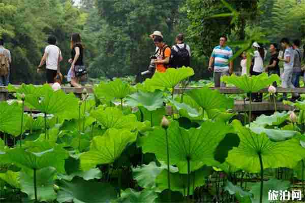 2019上海古猗园荷花展赏荷指南 2019上海古猗园荷花展赏荷指南