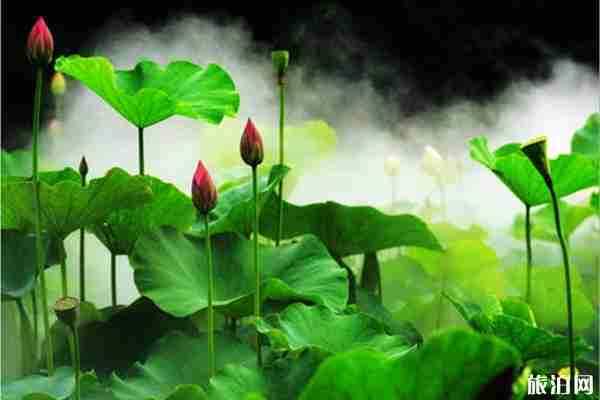 2019上海古猗园荷花展赏荷指南 2019上海古猗园荷花展赏荷指南