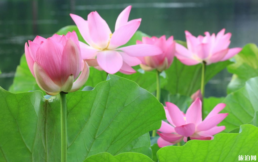 贵港2019届荷花展什么开幕+观赏地点推荐+最佳观赏时间 贵港2019届荷花展什么开幕+观赏地点推荐+最佳观赏时间