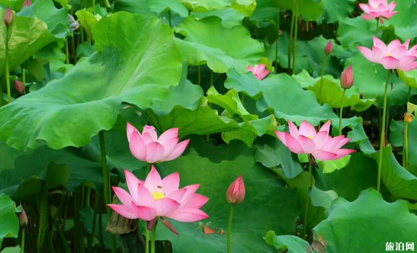 贵港2019届荷花展什么开幕+观赏地点推荐+最佳观赏时间 贵港2019届荷花展什么开幕+观赏地点推荐+最佳观赏时间