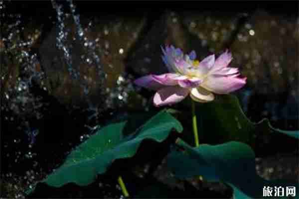 2019厦门园博苑荷花展赏荷指南