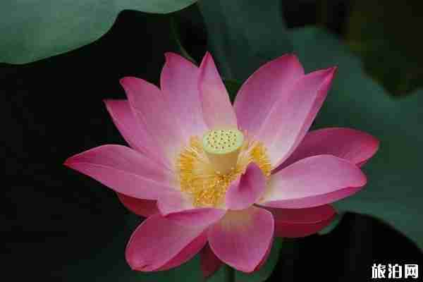 2019北京荷花观赏地+花期+门票+交通