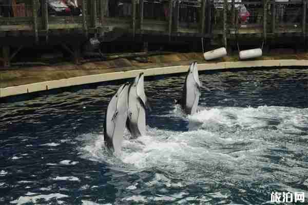 威海周边的海洋世界 威海周边的海洋馆有哪些