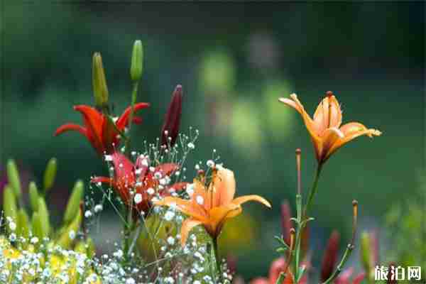 沈水湾公园怎么走 附百合花展信息2019