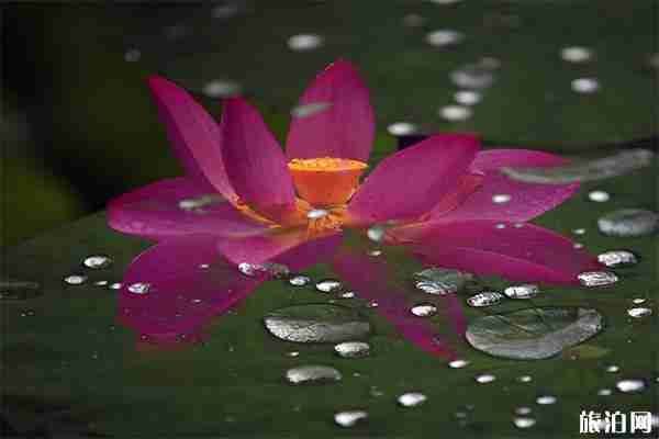 2019人民公园荷莲展观赏指南 2019人民公园荷莲展观赏指南