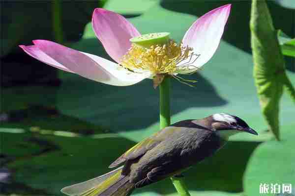 2019人民公园荷莲展观赏指南 2019人民公园荷莲展观赏指南