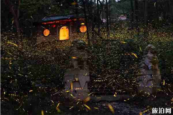 南京哪里可以看萤火虫 南京哪里可以看萤火虫