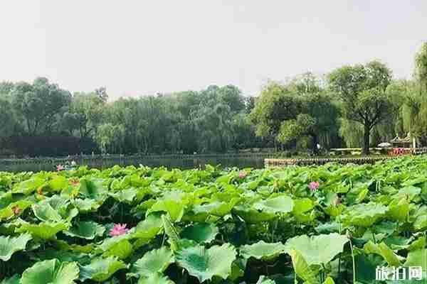 2019顺义公园荷花展观赏指南 2019顺义公园荷花展观赏指南