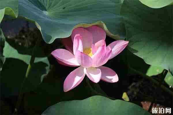 2019顺义公园荷花展观赏指南 2019顺义公园荷花展观赏指南