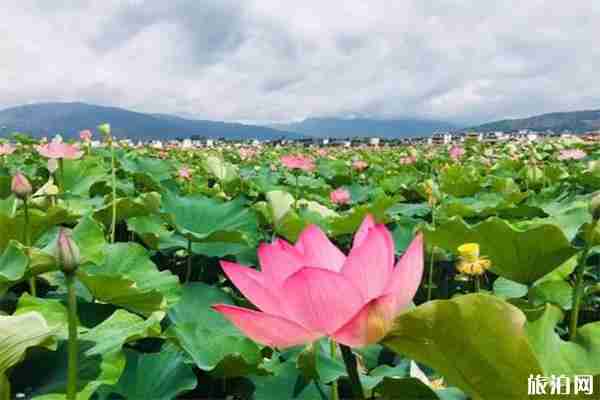 2019鄂州梁子湖赏荷节7月6日开启 2019鄂州梁子湖赏荷节7月6日开启