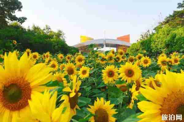 2019广州向日葵在哪里+花期+门票 2019广州向日葵在哪里+花期+门票