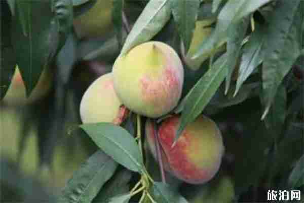 2019广东韶关翁源九仙桃节7月6日开启 附路线 2019广东韶关翁源九仙桃节7月6日开启 附路线