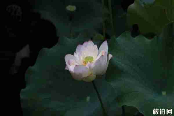 七月泉州哪里看荷花 看荷花地点推荐