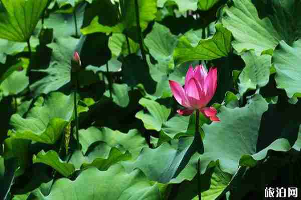 七月泉州哪里看荷花 看荷花地点推荐 七月泉州哪里看荷花 看荷花地点推荐