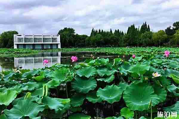 2019新闸荷花 附活动时间信息 2019新闸荷花 附活动时间信息