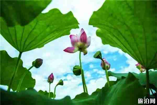 2019中国亳州谯城区首届荷花节7月10日至31日 2019中国亳州谯城区首届荷花节7月10日至31日