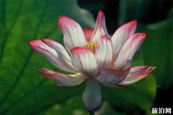 2019中国亳州谯城区首届荷花节7月10日至31日 2019中国亳州谯城区首届荷花节7月10日至31日