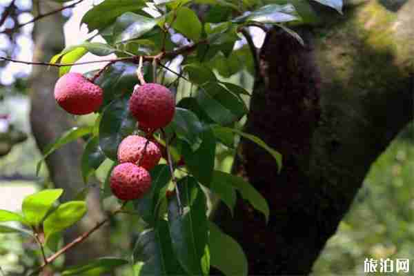2019叙州区大塔第七届大塔荔枝文化节7月12日开启