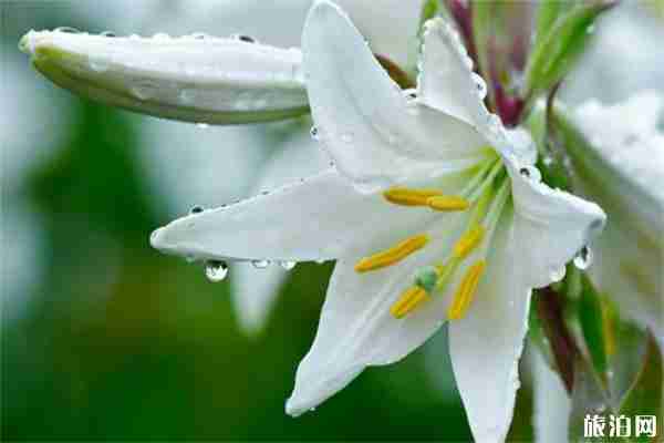 沈阳赏百合花的地方推荐