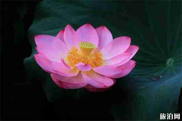 沈阳赏百合花的地方推荐