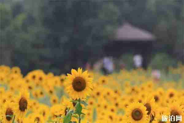 2019奥森公园向日葵何时开 怎么走+观赏指南