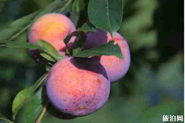 福州特产有哪些 福州特产方便携带的