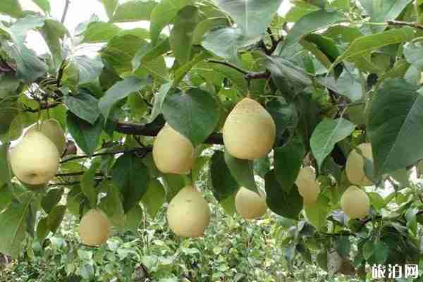 葫芦岛特产是什么  葫芦岛特产有哪些可以带走的 葫芦岛特产是什么  葫芦岛特产有哪些可以带走的