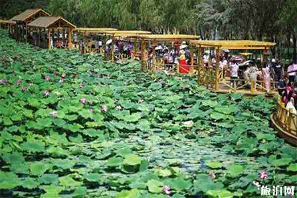 2019银川鸣翠湖荷花节7月20日开启
