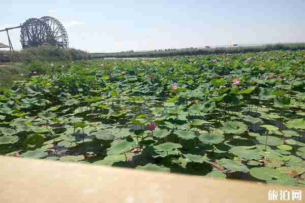 2019银川鸣翠湖荷花节7月20日开启