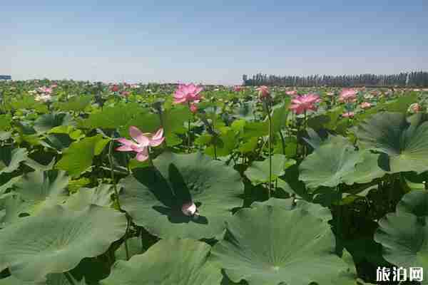 2019银川鸣翠湖荷花节7月20日开启
