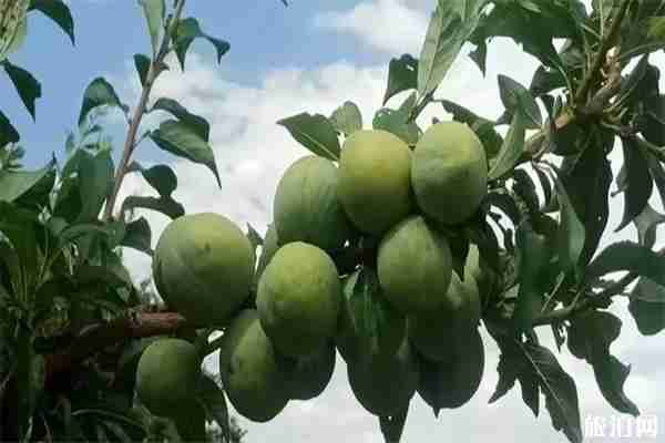 2019元謀新華鄉(xiāng)村文化旅游節(jié) 活動(dòng)內(nèi)容+時(shí)間+自駕線路