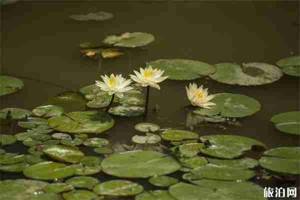 2019南京六合池杉湖荷花文化旅游节 荷花展+活动 2019南京六合池杉湖荷花文化旅游节 荷花展+活动