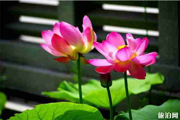 2019辽宁新民荷花节7月26日开启 时间+地点+事情 2019辽宁新民荷花节7月26日开启 时间+地点+事情